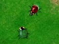 Beetle Wars hrať on-line